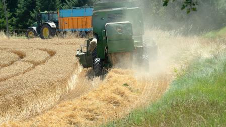 Trabajando en el campo en plena ola de calor, en Manlleu.