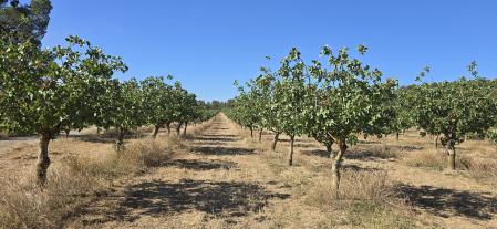 Pistacheros en secano