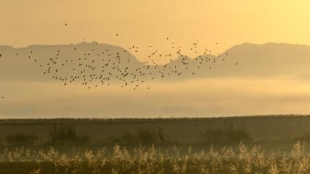 Amanecer veraniego con niebla y sin nubes, en Manlleu.