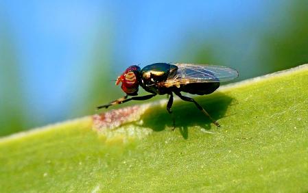 La mosca negra en el jardín de las clarisas de Vilobí d’Onyar.