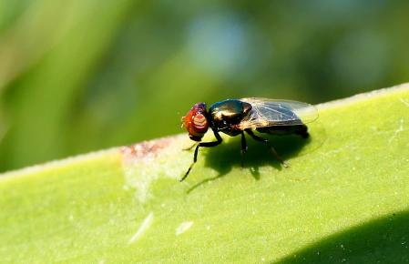 La mosca negra en el jardín de las clarisas de Vilobí d’Onyar.