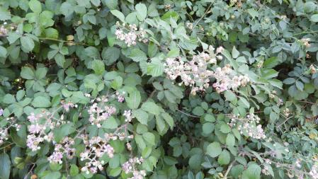 Reto visual: ¿Cuántos abejorros ves en esta fotografía?