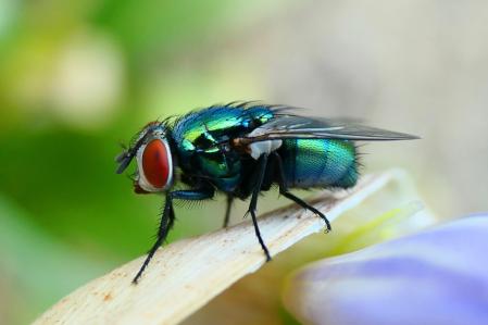 Mosca verde en las flores de agapanto azul del jardín las clarisas de Vilobí d'Onyar.