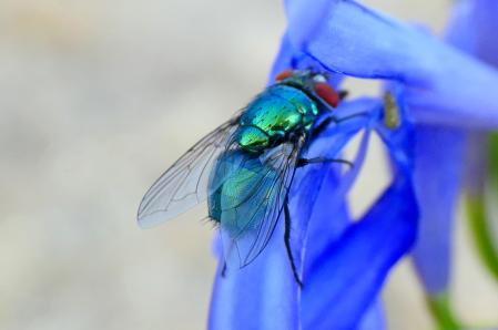 Mosca verde en las flores de agapanto azul del jardín las clarisas de Vilobí d'Onyar.