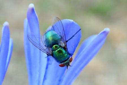Mosca verde en las flores de agapanto azul del jardín las clarisas de Vilobí d'Onyar.