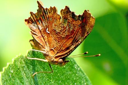 Detalle de las posteriores de una mariposa de color marrón.
