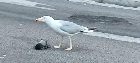 Gaviota depredadora.
