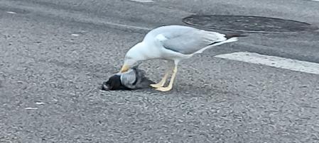 Gaviota depredadora.