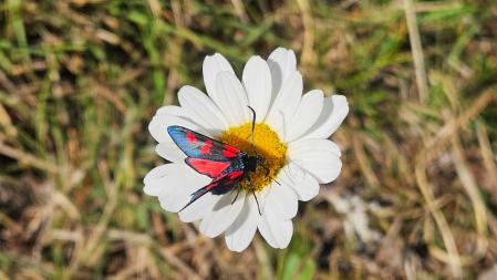 Mariposa en una margarita, en el Catllaràs.
