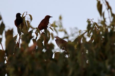 Árbol de los estorninos al atardecer en Palafrugell.