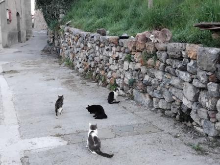 Los ayuntamientos de los municipios tienen la responsabilidad de gestionar las colonias felinas.&nbsp;