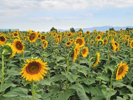 Girasoles en el Alt Empordà.