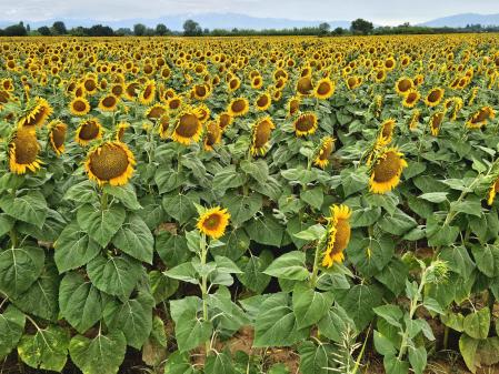 Girasoles en el Alt Empordà.