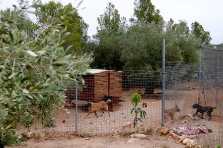 Imagen de los perros de la protectora.&nbsp;