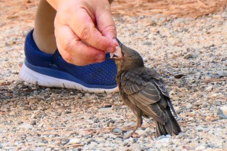Dándole de comer a Pequeñín.