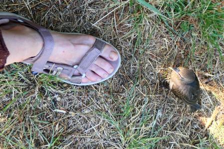 Pequeñín buscando compañía.