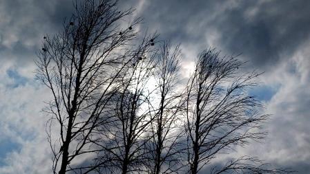 Árbol heredero del incendio forestal del Pont de Vilomara.