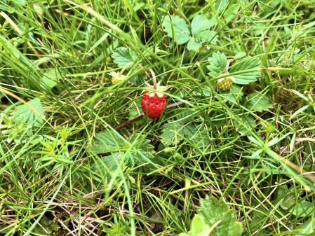 Fresas silvestres en el Collet de les Barraques.