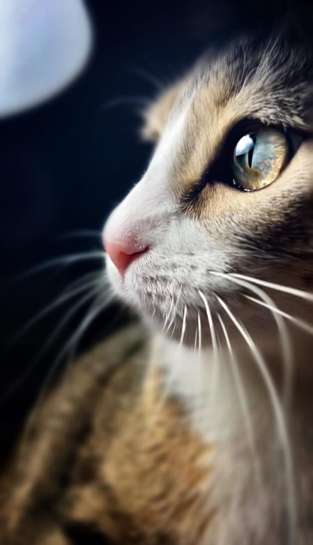 Link ha ganado en la categoría felina.&nbsp;