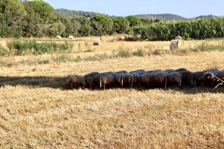 Rebaño en Mont-ras.