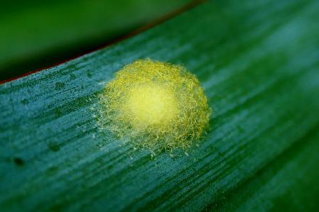 Pupa de la Yuca en Girona