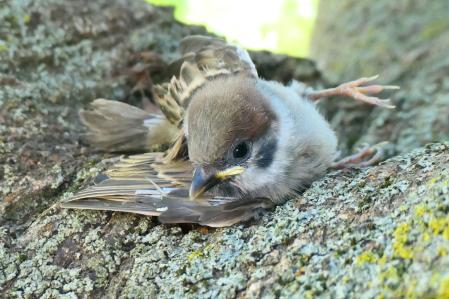 Gorrión caído del nido.