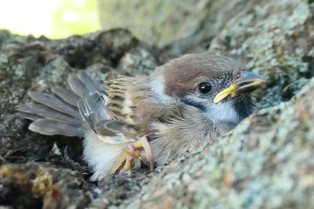 Gorrión caído del nido.