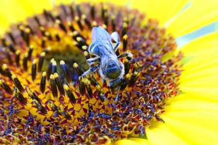 Detalle de una abeja sobre un girasol.