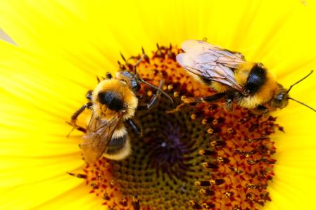 Dos abejas compartiendo el polen de un girasol.
