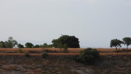 El aguilucho que buscamos con las alas extendidas junto al árbol en pleno vuelo.