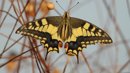 La mariposa reina que estamos buscando.