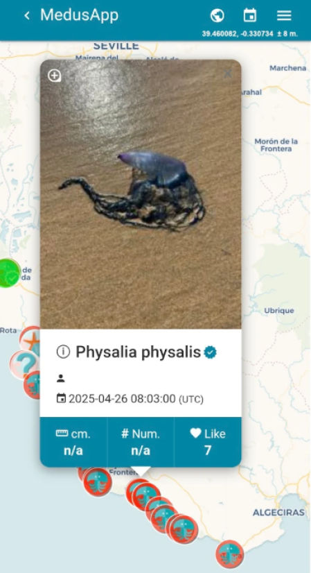 El mapa muestra dónde hay medusas y la peligrosidad de sus picaduras.