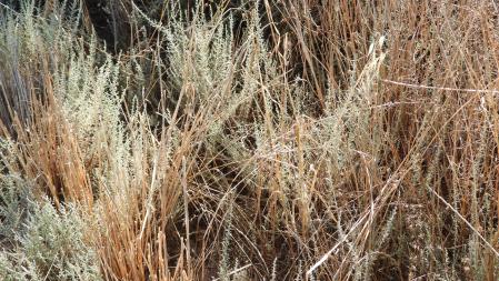 Reto visual: ¿Eres capaz de ver a la libélula?