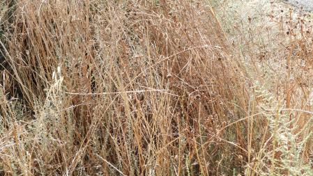 Reto Visual: ¿Dónde está la libélula?