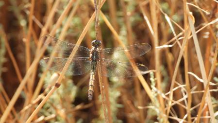 La libélula que buscamos.