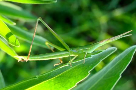 Hembra de saltamontes narigudo.