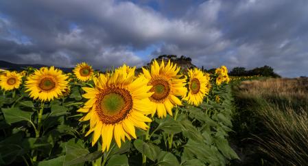 Girasoles en Balenyà.
