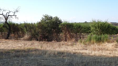 Solución al Reto visual con la posición de la abubilla señalizada.