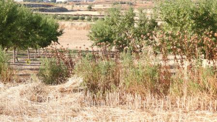 Solución al Reto visual de la abubilla.