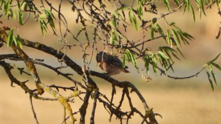 El búho que buscamos.