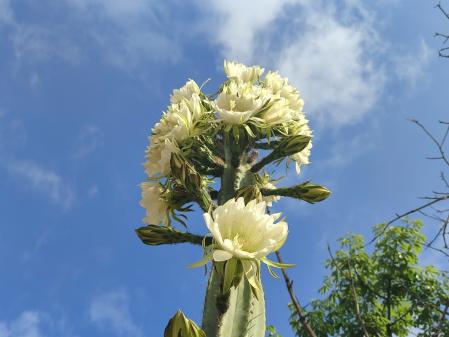 Jardines de Mossèn Costa i Llobera.