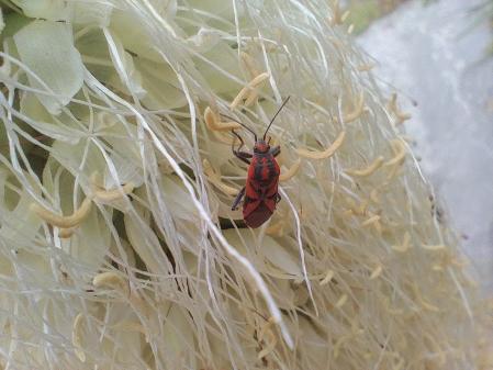 Jardines de Mossèn Costa i Llobera.