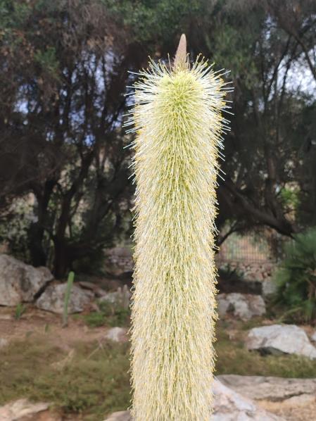 Jardines de Mossèn Costa i Llobera.
