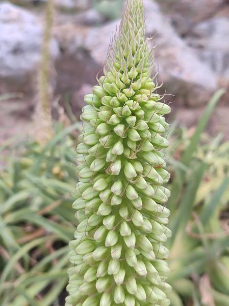 Jardines de Mossèn Costa i Llobera.