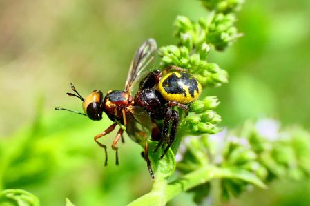 Araña Napoleón devorando a una mosca Physocephala.