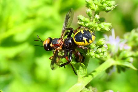 Araña Napoleón devorando a una mosca Physocephala.