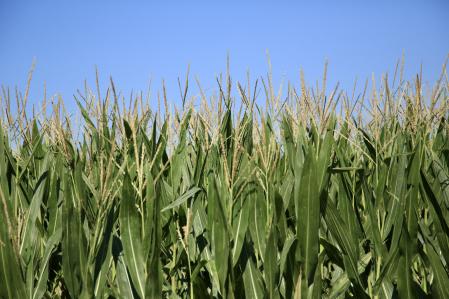 Campo de trigo en Fontanilles.