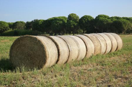 Paisaje rural de verano en Mont-ras.