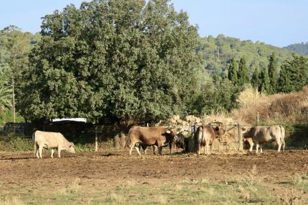 Paisaje rural de verano en Mont-ras.