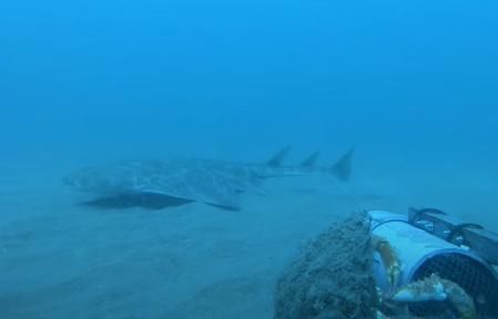 Filmación de un tiburón ángel o angelote en Gales
